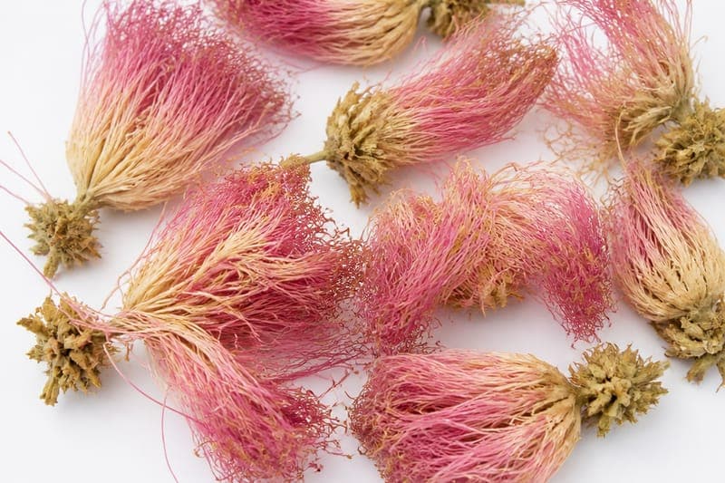 Albizzia Flower