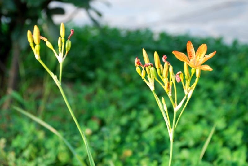 Belamcanda (She Gan)