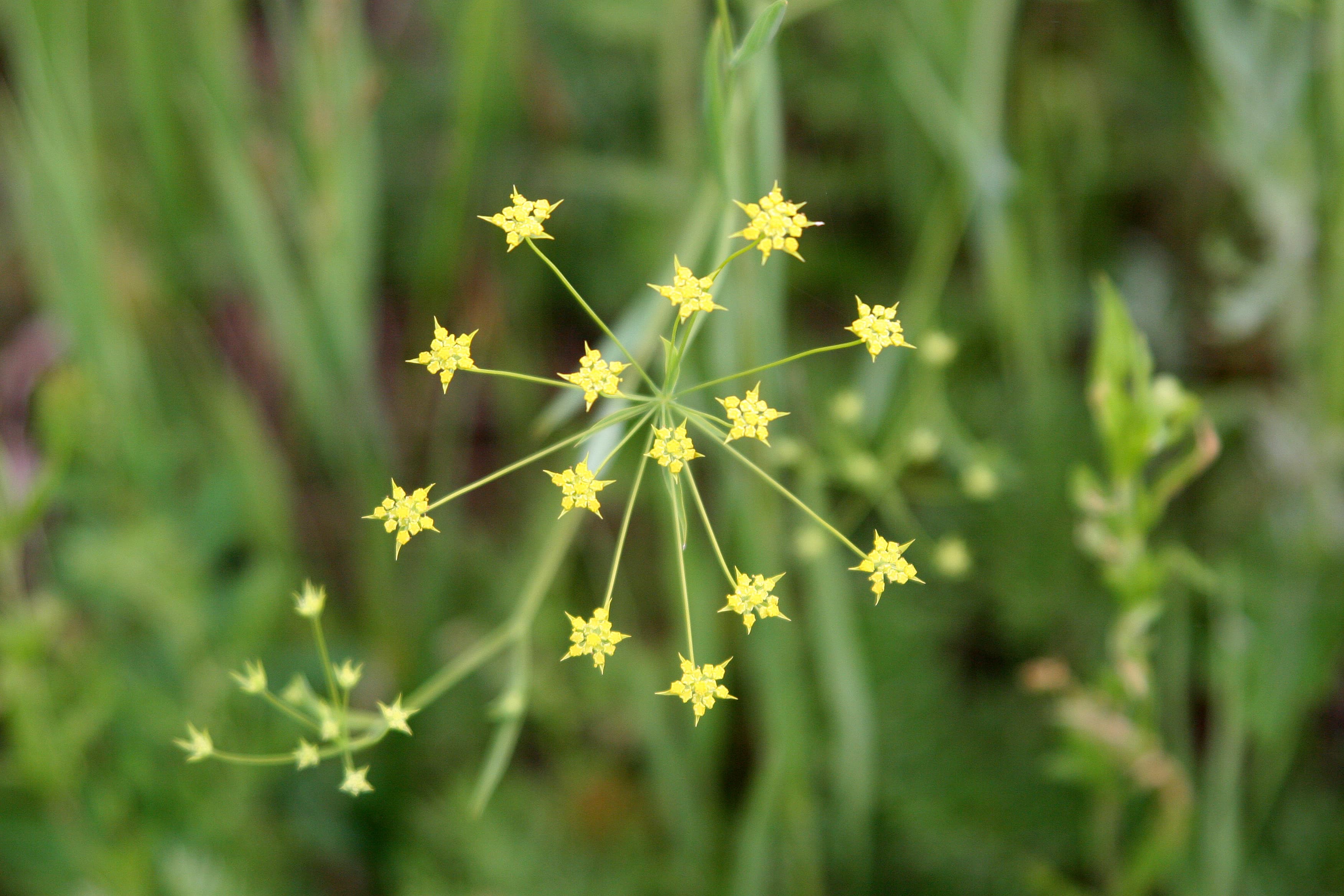 Bupleurum (Chai Hu)