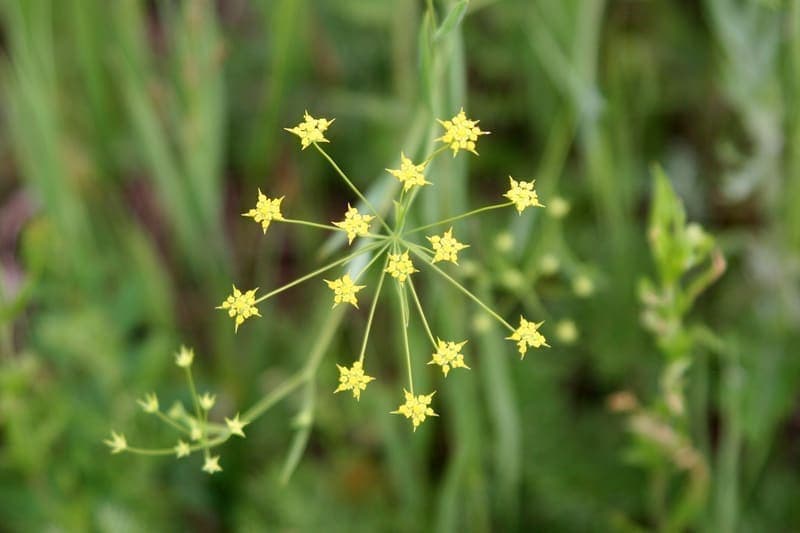 Bupleurum (Chai Hu)