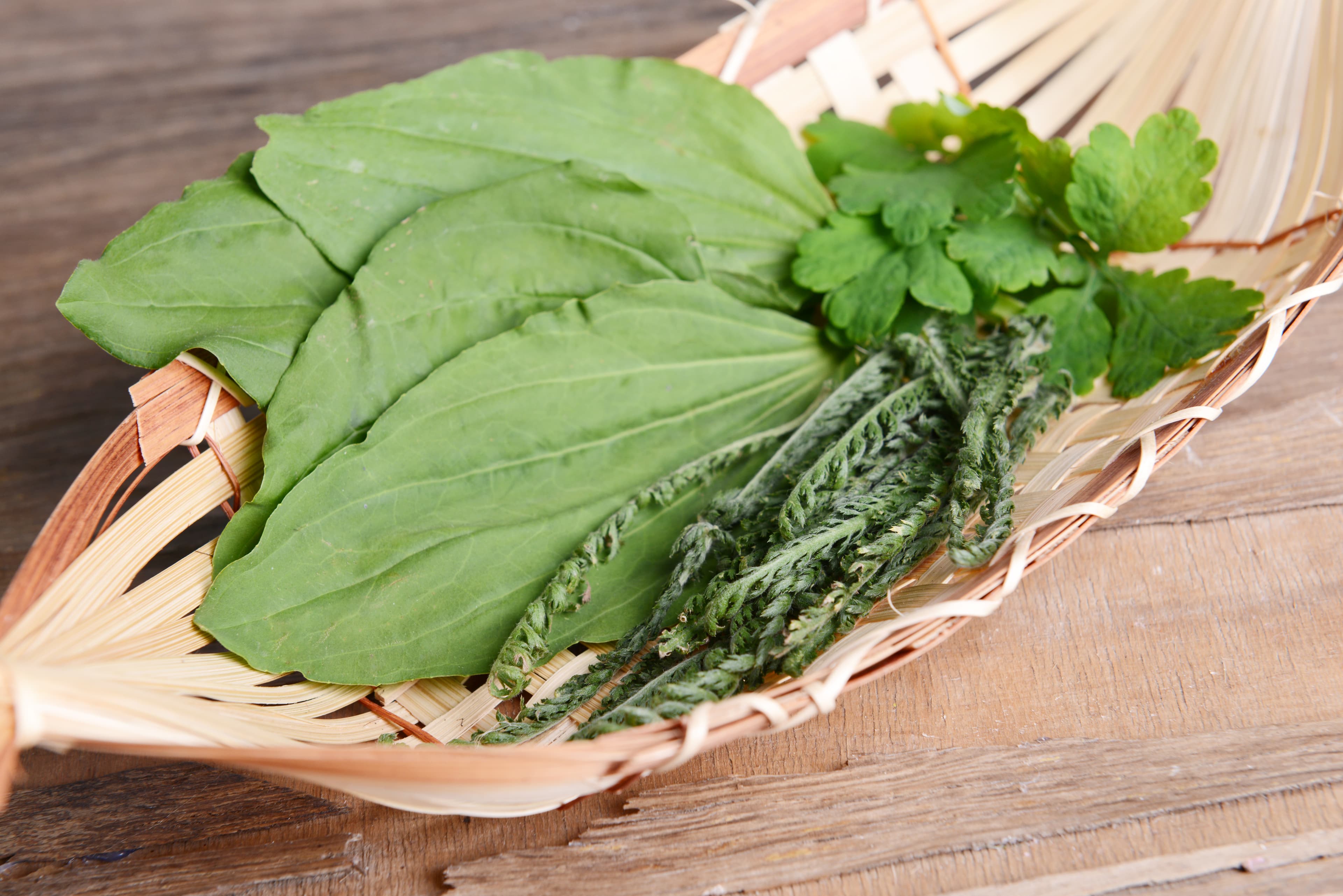 Plantain Seed (Che Qian Zi)