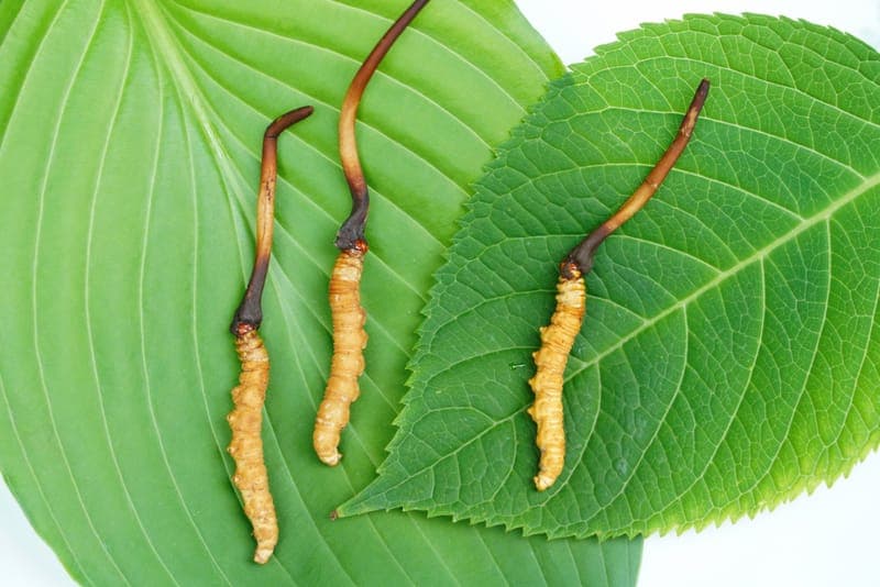 Cordyceps (Dong Chong Xia Cao)