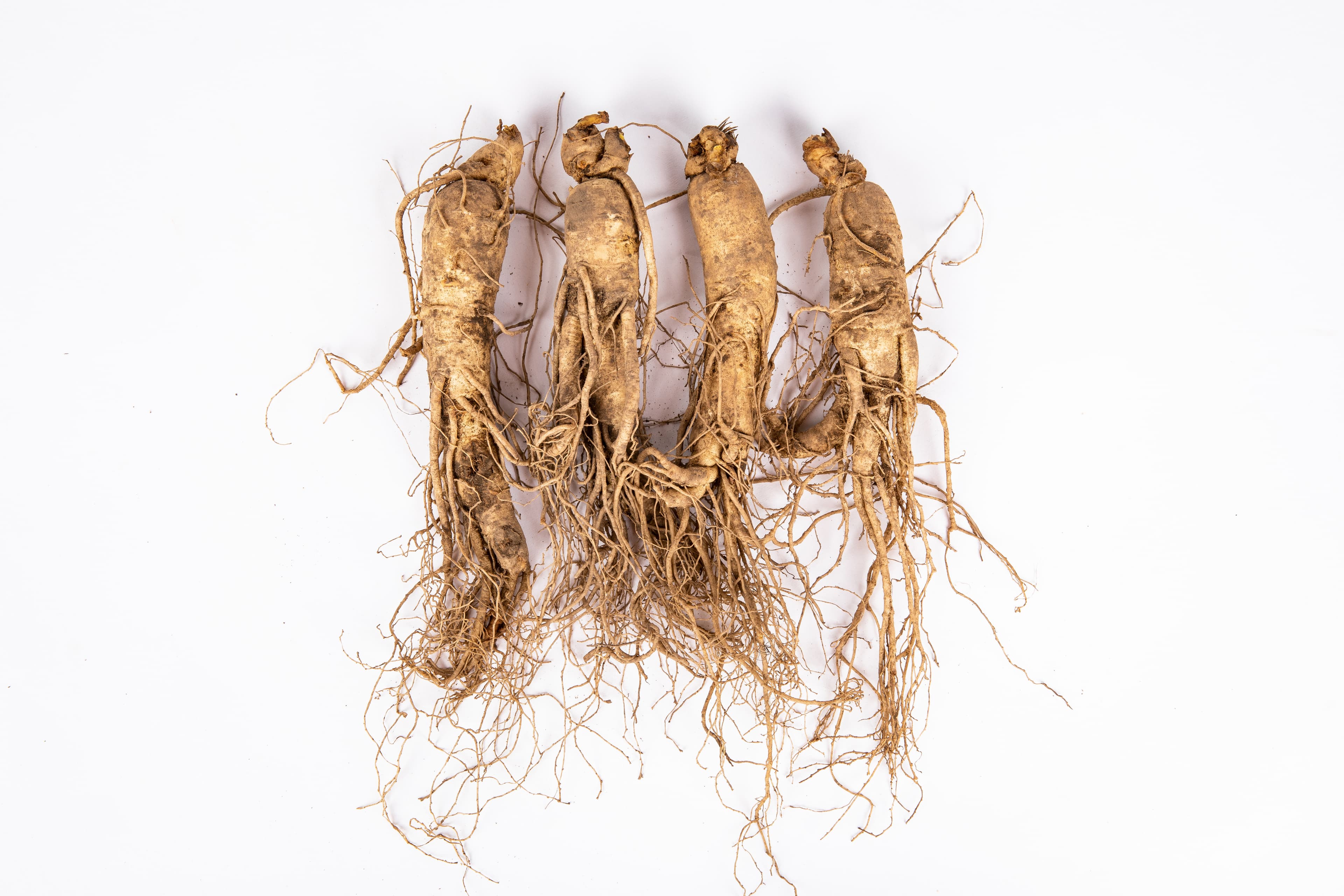 Ginseng
