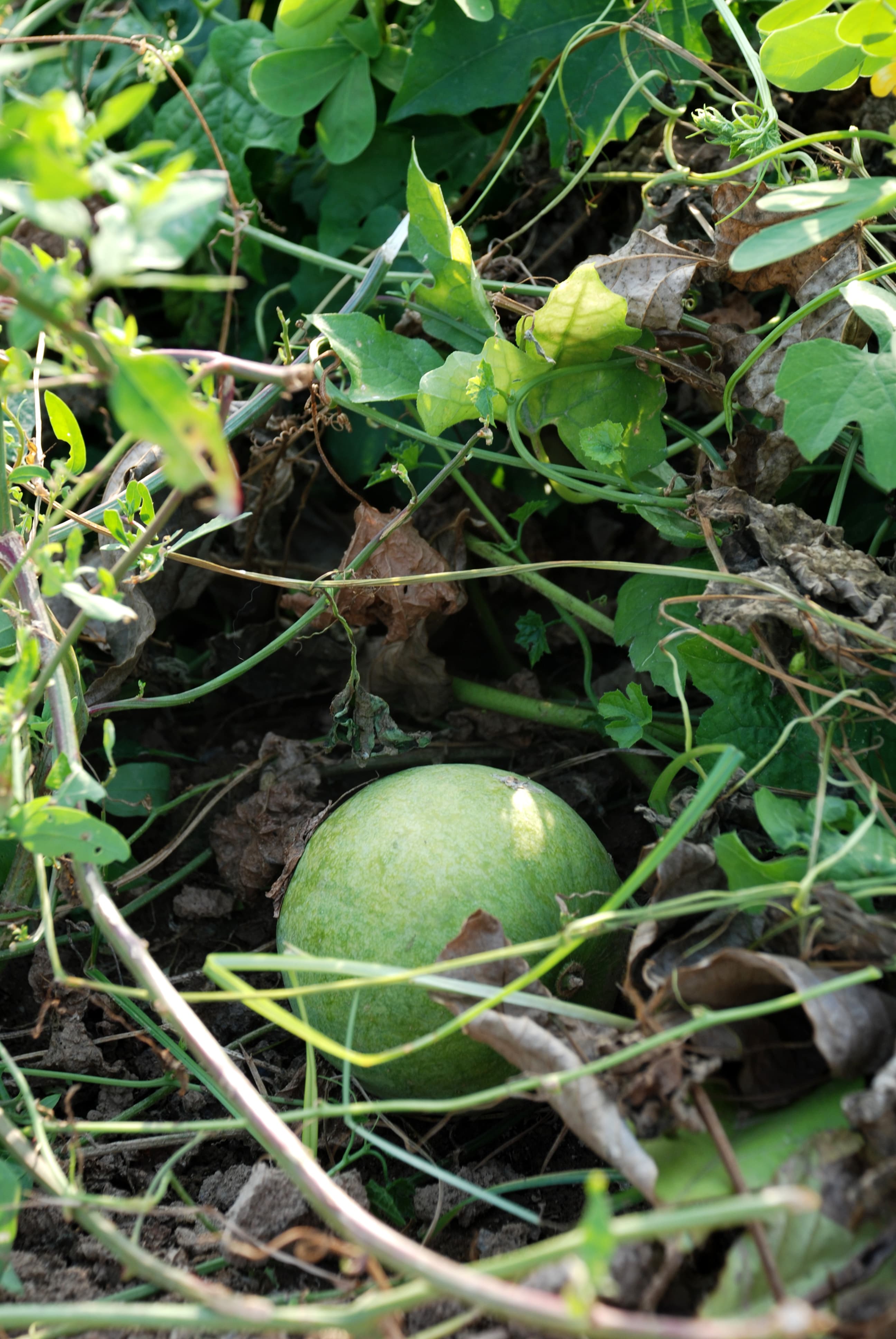 Trichosanthes Fruit (Gua Lou)