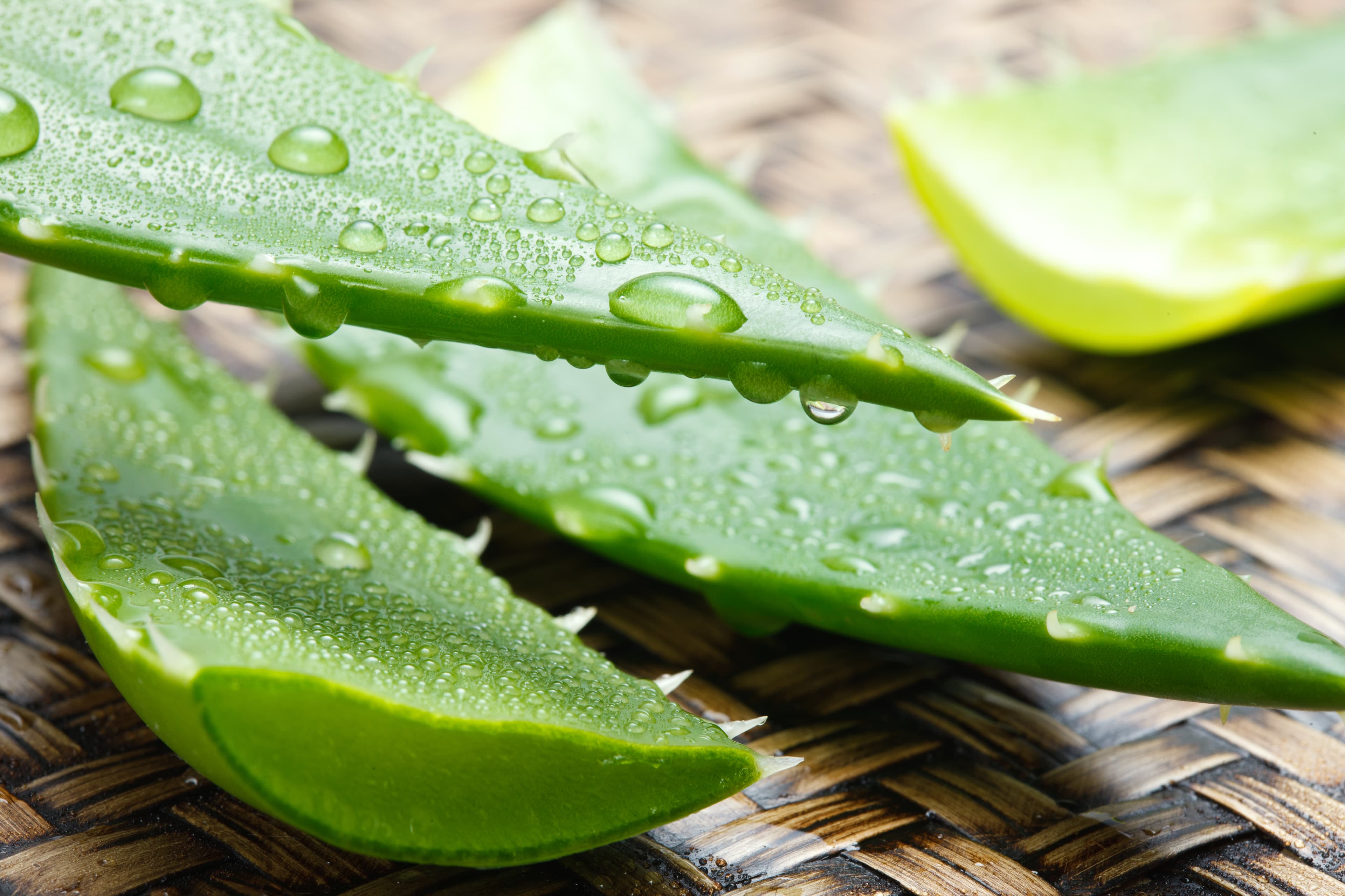 Aloe (Lu Hui)