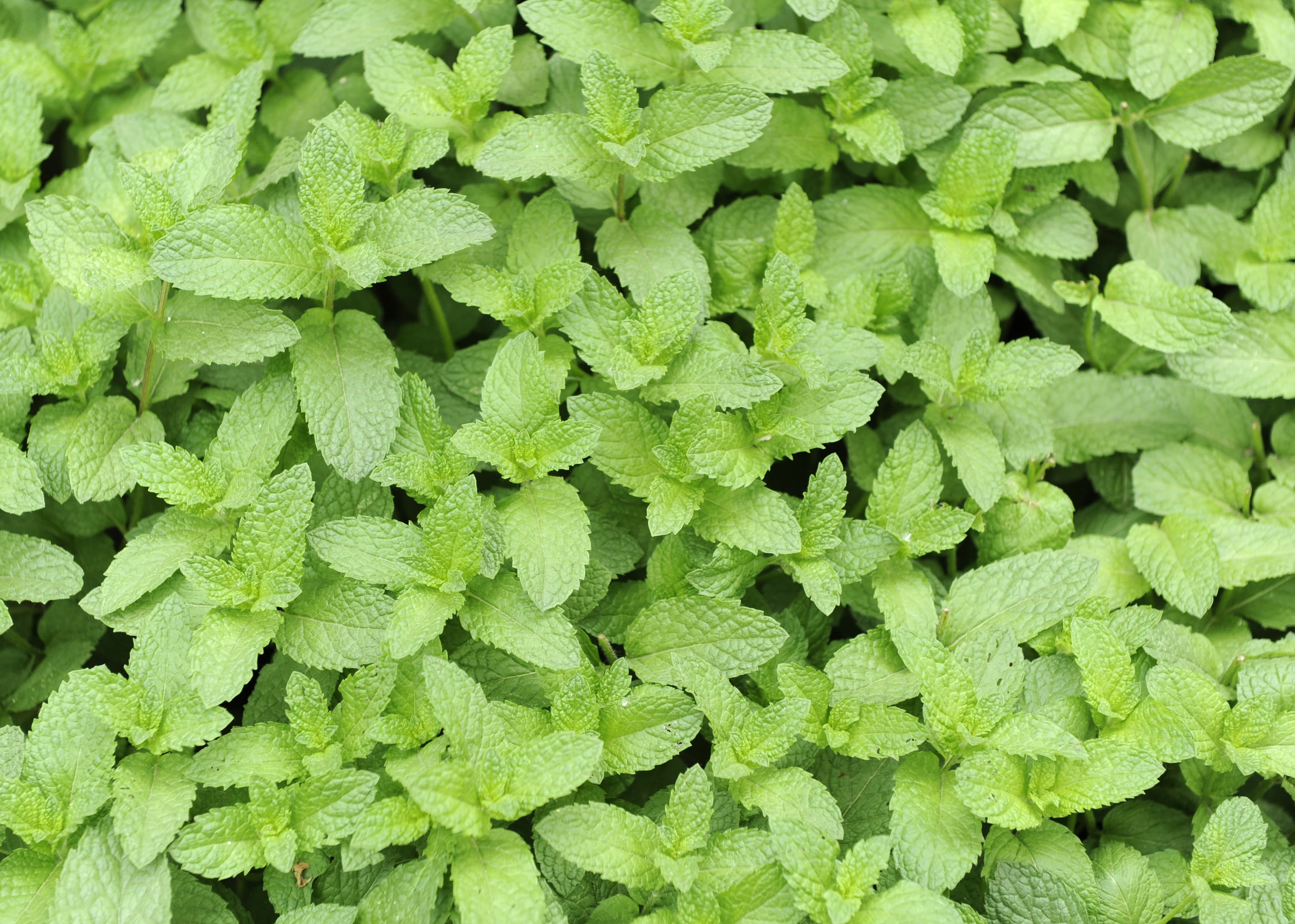 Mint