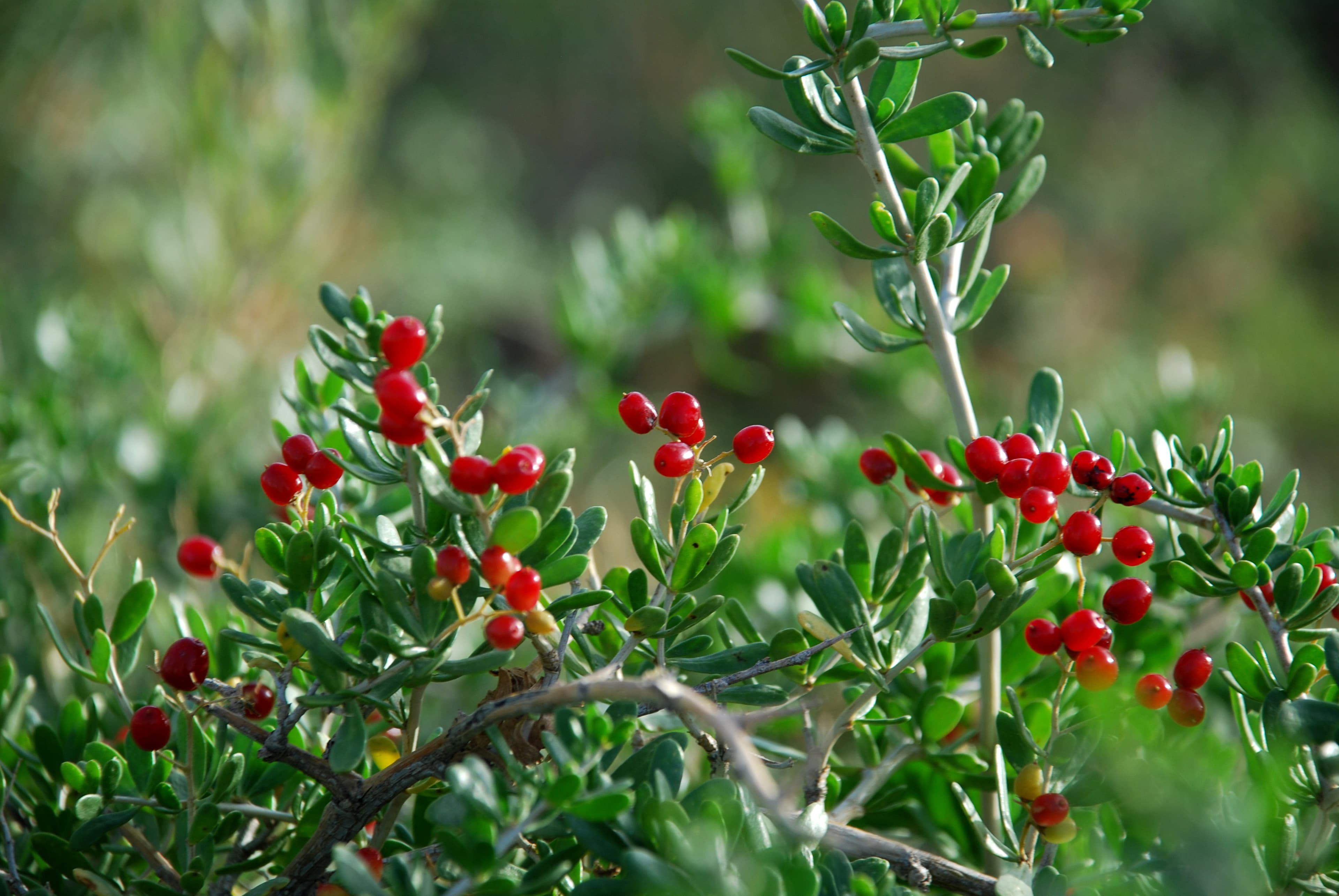 Sea Buckthorn (Sha Ji)