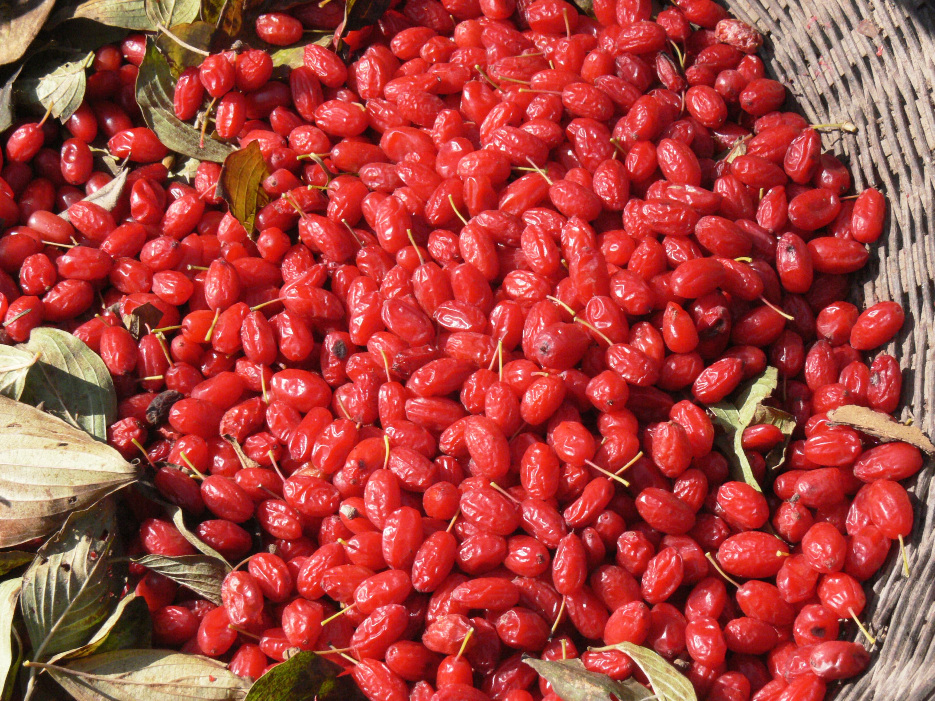 Asiatic Cornelian Cherry (Shan Zhu Yu)