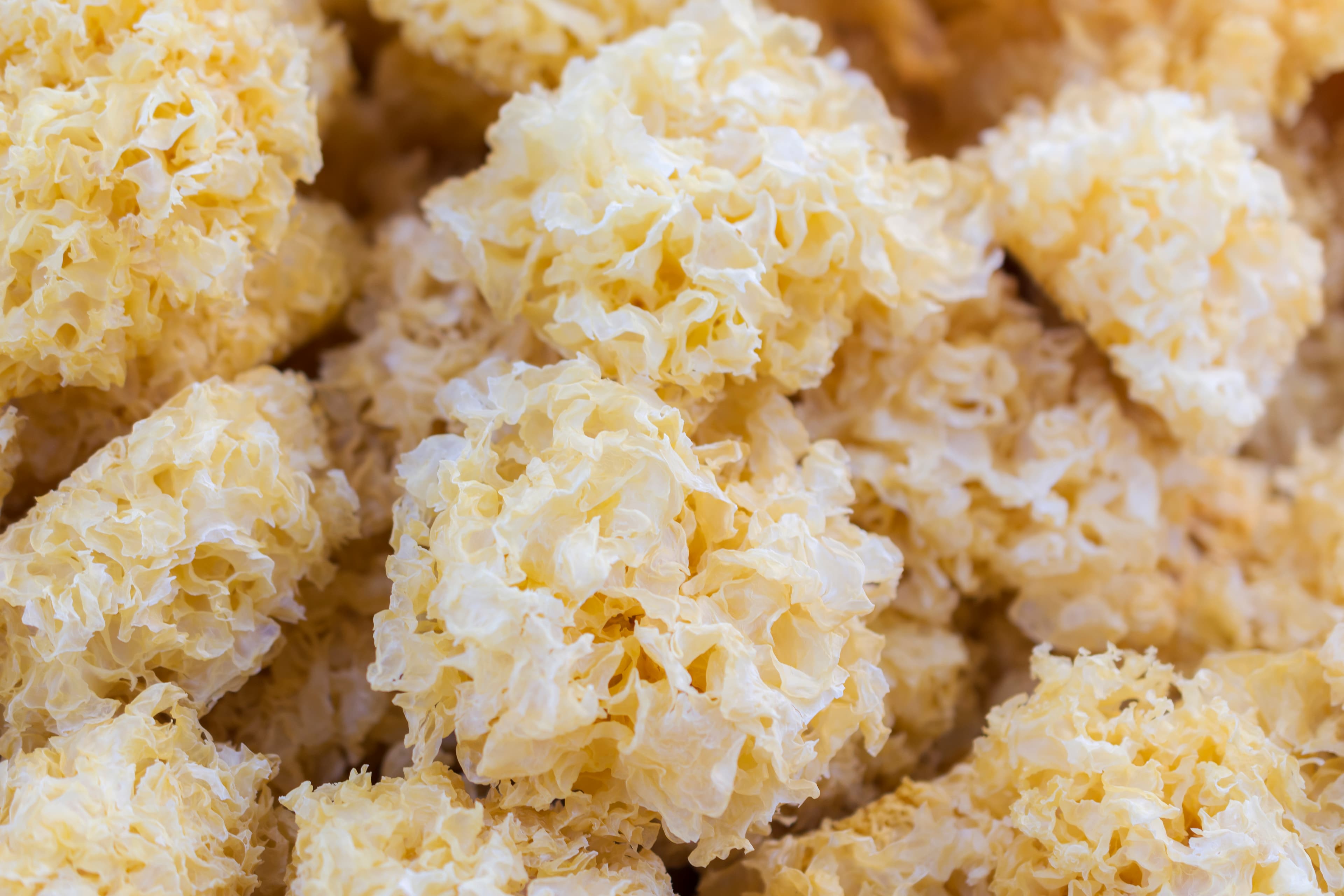 White Fungus