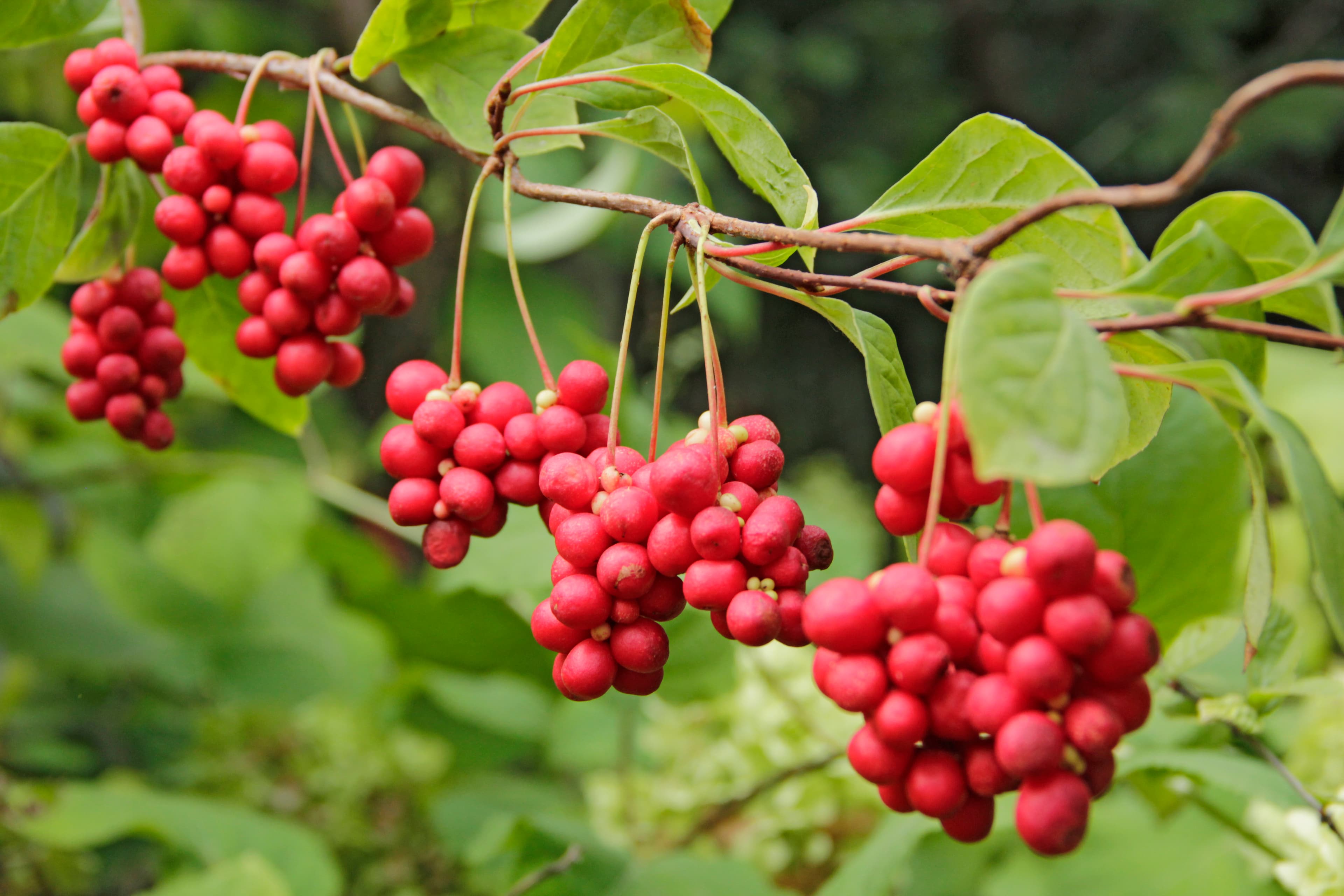 Schisandra (Wu Wei Zi)