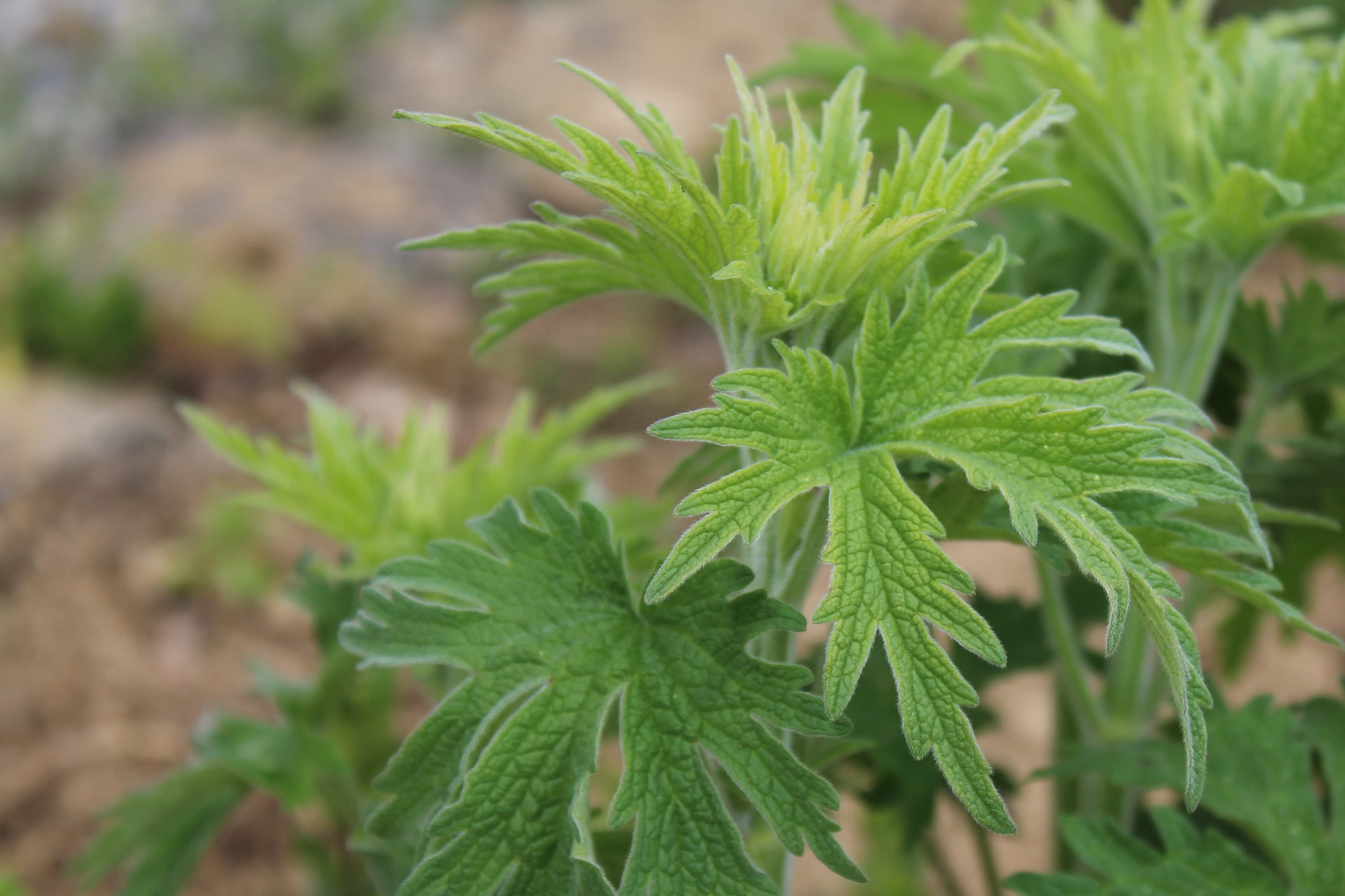 Motherwort (Yi Mu Cao)